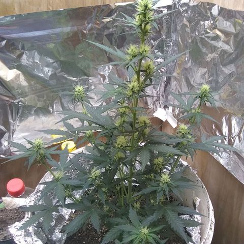 Sig Sour XXL Auto growlog timeline photo