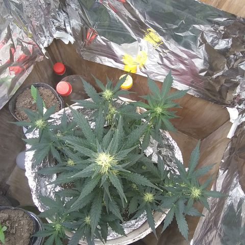 Sig Sour XXL Auto growlog timeline photo