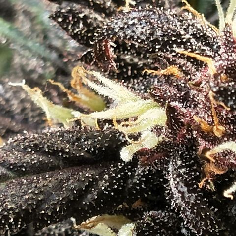 Purple lemonade  growlog photo: Looks so good white, Orange, pink, Red and blacks all showing
