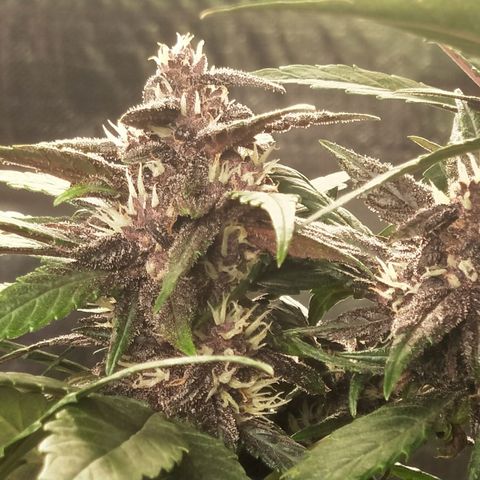 Purple lemonade  growlog photo: Looks so good white, Orange, pink, Red and blacks all showing