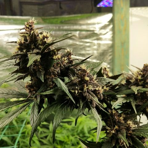 Purple lemonade  growlog photo: Some swelling now