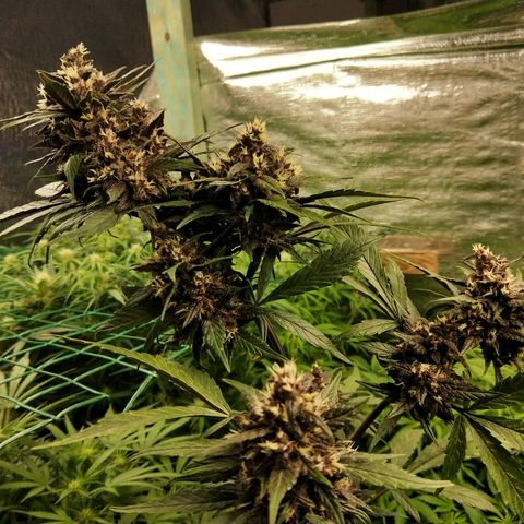 Purple lemonade  growlog photo: Some swelling now