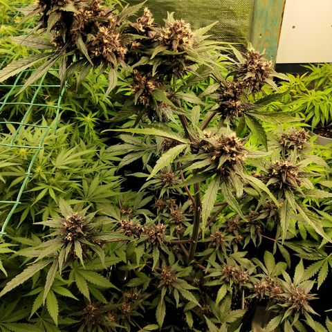 Purple lemonade  growlog photo: Some swelling now