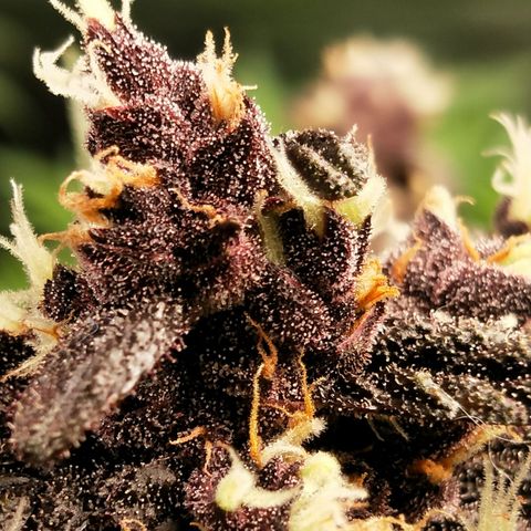 Purple lemonade  growlog photo: Getting close. 50% amber hairs, leaves are losing colour. Fattening up very frosty