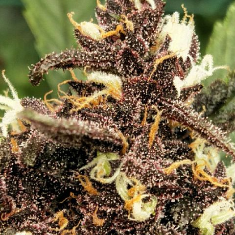 Purple lemonade  growlog photo: Getting close. 50% amber hairs, leaves are losing colour. Fattening up very frosty
