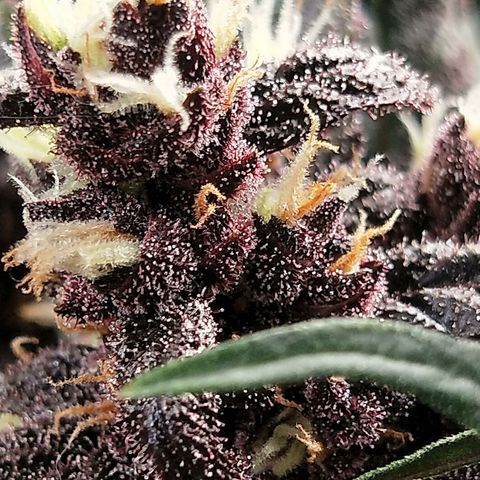 Purple lemonade  growlog photo: Getting close. 50% amber hairs, leaves are losing colour. Fattening up very frosty