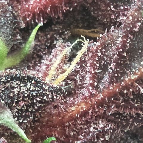 Purple lemonade  growlog timeline photo