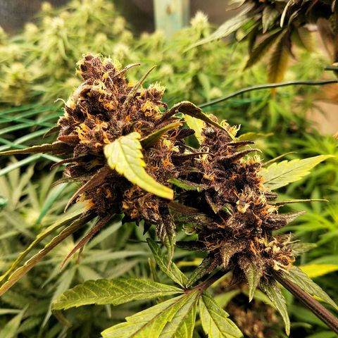 Purple lemonade  growlog photo: Almost ready for the chop