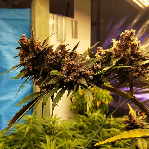 Purple lemonade  growlog photo: Almost ready for the chop