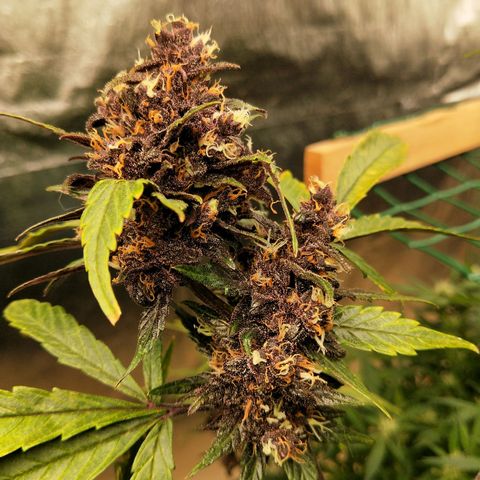 Purple lemonade  growlog photo: Almost ready for the chop