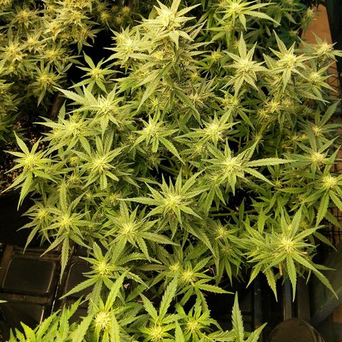 Orange Sherbet Auto growlog photo: Looking b8after a clean up. Took off all lowers. Stacking nicely now