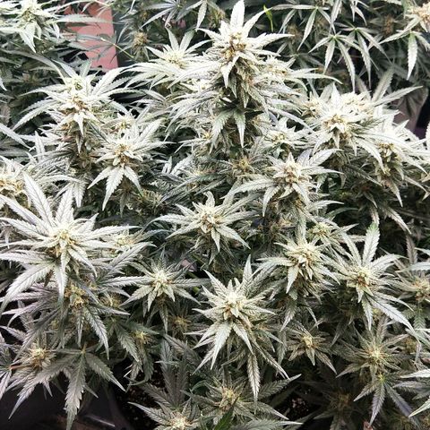 Orange Sherbet Auto growlog photo: Wow it's so sticky and smelly. Still growing 