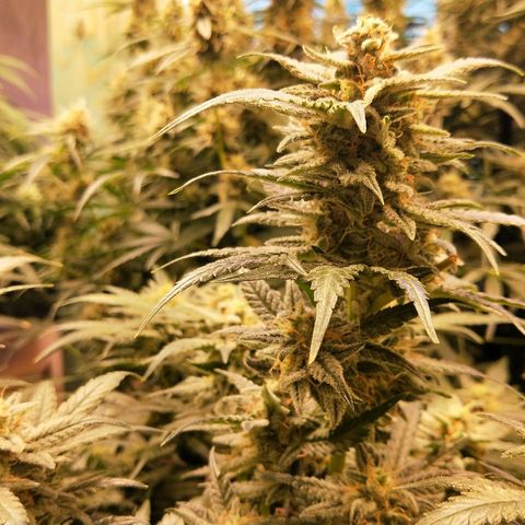 Orange Sherbet Auto growlog photo: Wow it's so sticky and smelly. Still growing 