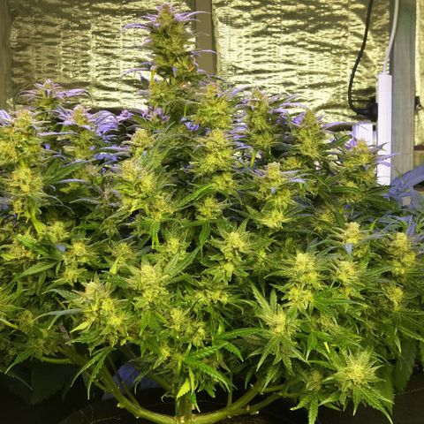 Orange Sherbet Auto growlog photo: Almost done. Few days left