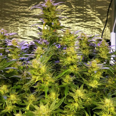 Orange Sherbet Auto growlog photo: Almost done. Few days left