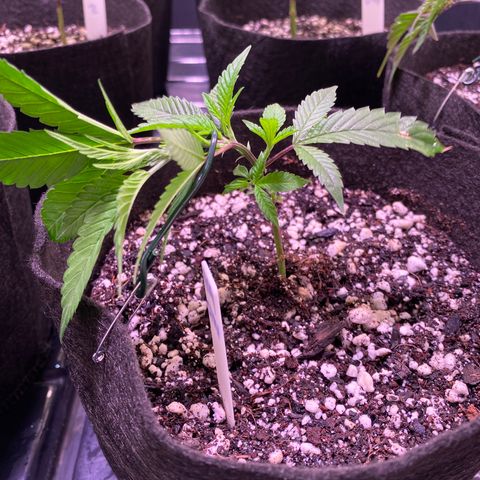 Ancient OG (Iranian) growlog photo: Started LST 