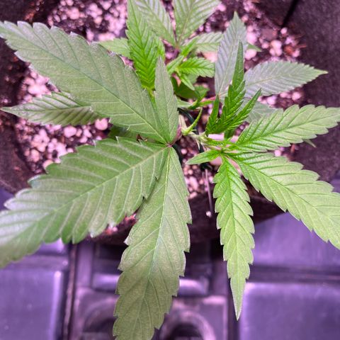 Ancient OG (Iranian) growlog timeline photo