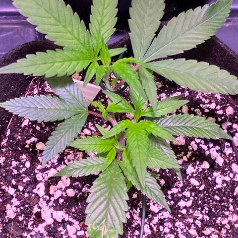 Ancient OG (Iranian) growlog timeline photo