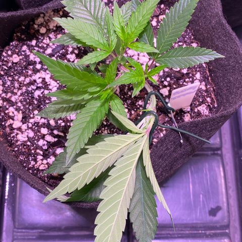 Ancient OG (Iranian) growlog photo: Second LST placement 