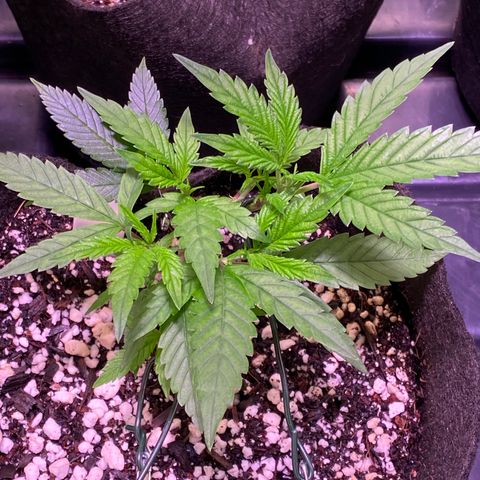 Ancient OG (Iranian) growlog timeline photo