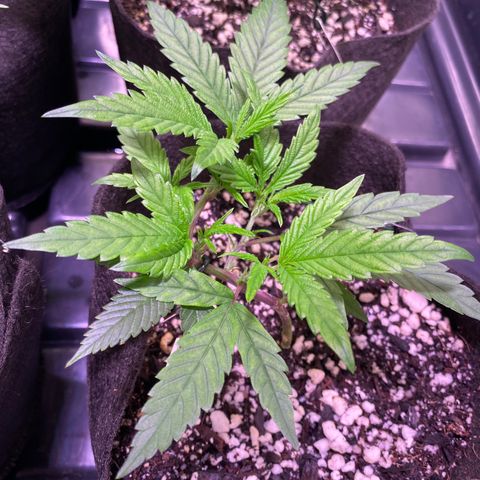 Ancient OG (Iranian) growlog timeline photo