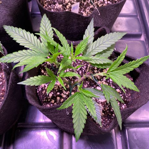 Ancient OG (Iranian) growlog timeline photo