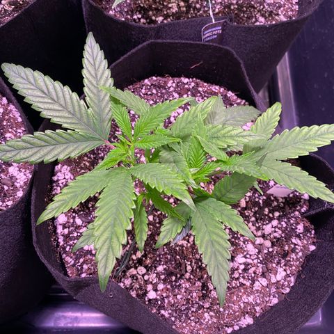 Ancient OG (Iranian) growlog timeline photo