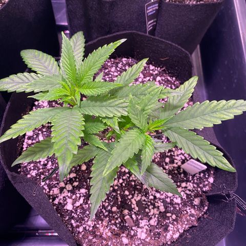 Ancient OG (Iranian) growlog timeline photo