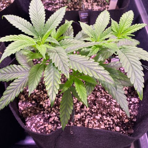 Ancient OG (Iranian) growlog timeline photo