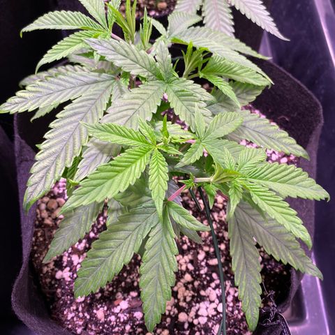 Ancient OG (Iranian) growlog timeline photo