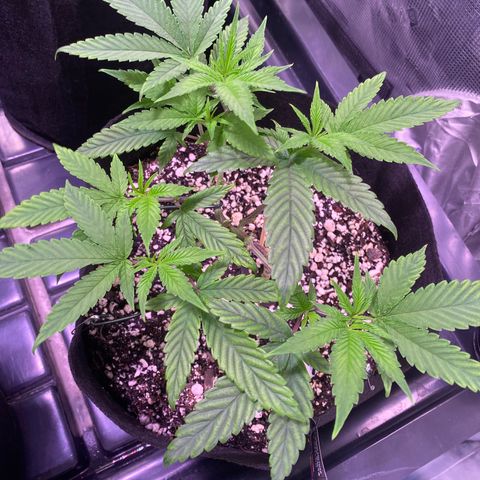 Ancient OG (Iranian) growlog timeline photo