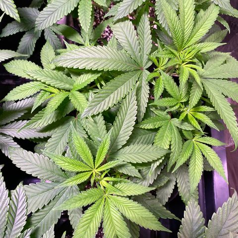 Ancient OG (Iranian) growlog timeline photo