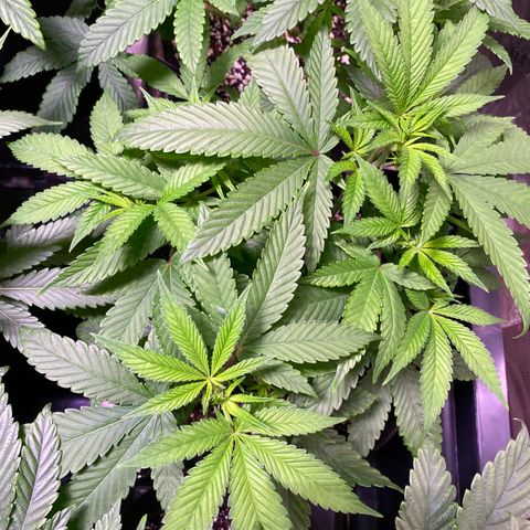 Ancient OG (Iranian) growlog timeline photo