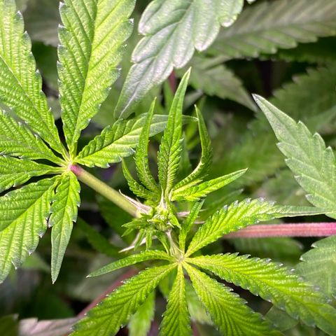 Ancient OG (Iranian) growlog timeline photo