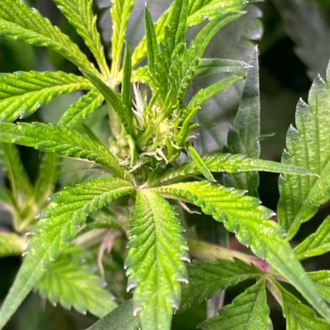 Ancient OG (Iranian) growlog timeline photo
