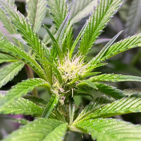 Ancient OG (Iranian) growlog timeline photo