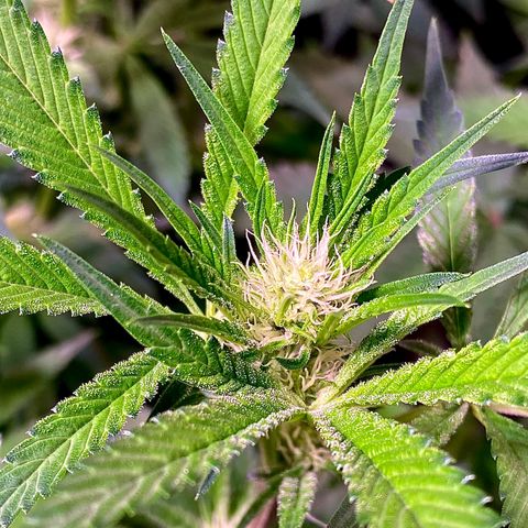 Ancient OG (Iranian) growlog timeline photo