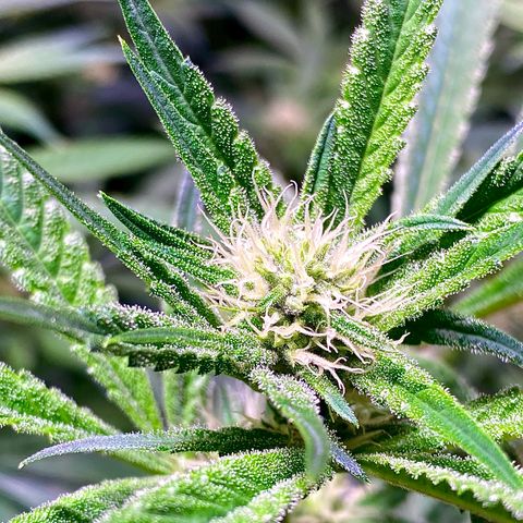 Ancient OG (Iranian) growlog timeline photo