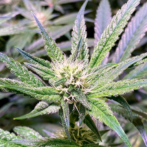 Ancient OG (Iranian) growlog timeline photo