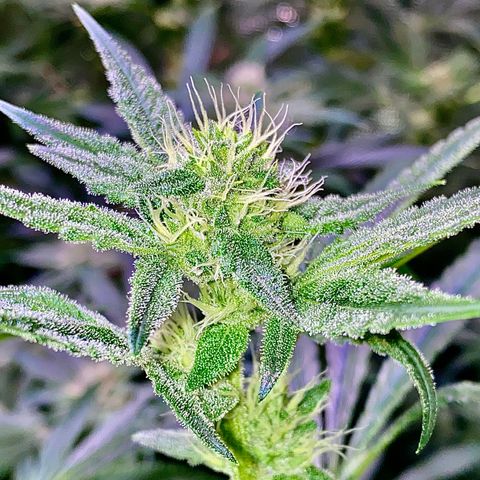 Ancient OG (Iranian) growlog timeline photo