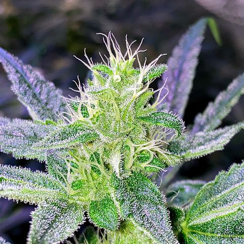 Ancient OG (Iranian) growlog timeline photo
