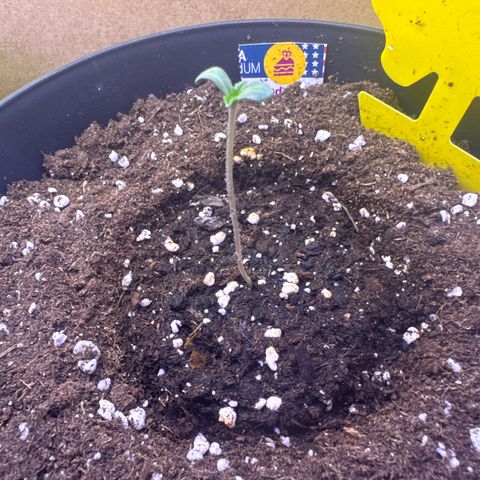 Wedding Cake  growlog timeline photo