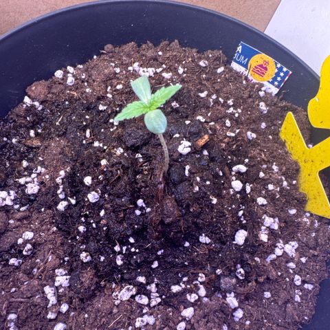 Wedding Cake  growlog timeline photo