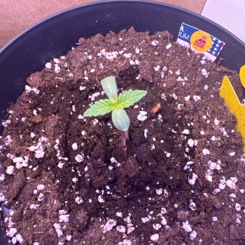 Wedding Cake  growlog timeline photo