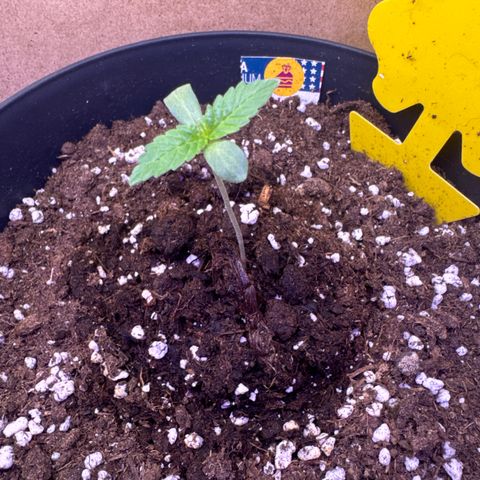 Wedding Cake  growlog timeline photo