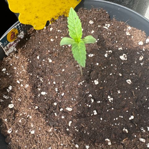 Wedding Cake  growlog timeline photo