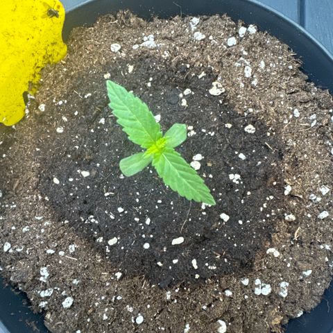 Wedding Cake  growlog timeline photo