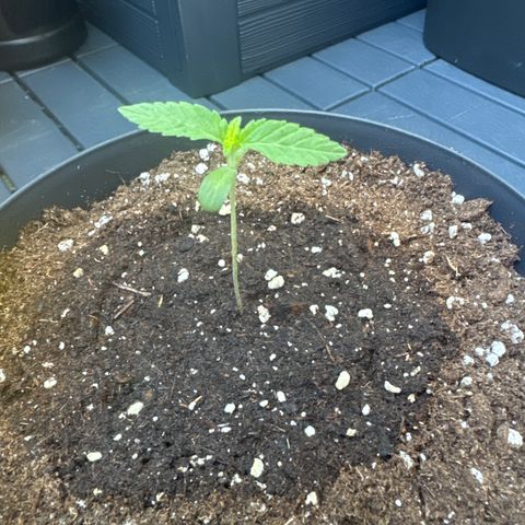 Wedding Cake  growlog timeline photo