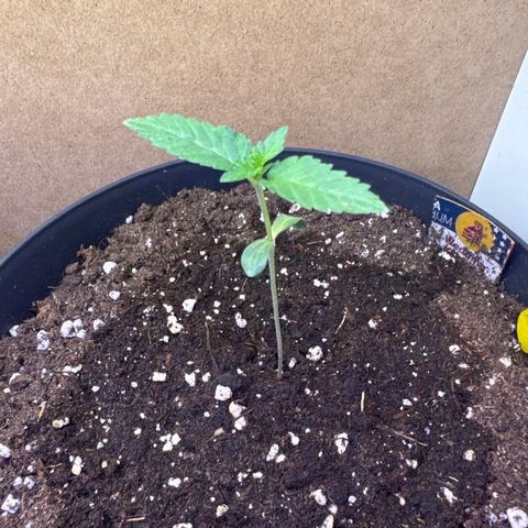 Wedding Cake  growlog timeline photo