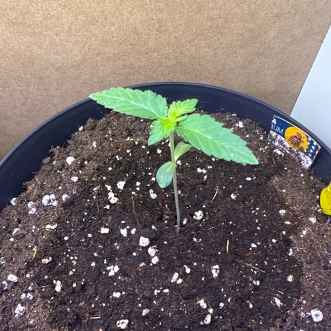 Wedding Cake  growlog timeline photo